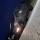 Volkswagen VW Polo 6C Lounge Modelljahr 2015 mit der Motorisierung 1.0L - 55 kW (75 PS) in der Farbe Toffee Braun Metallic vom Mitglied Philippgra aus Wittmund