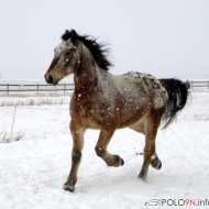 Appaloosa-Kaltblut-Mix  von Zera