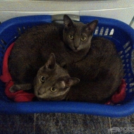 Atreju und Aramis von XS