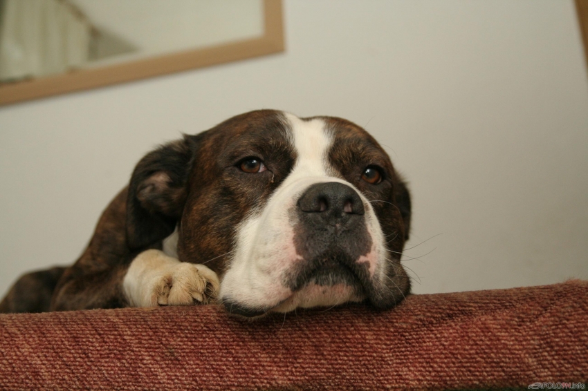 Lieblingshund von ner Bekannten, Bulldoge-Staff Mix und gaaanz lieb und dickkoepfig wie ich :-)