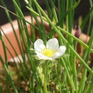 Macro