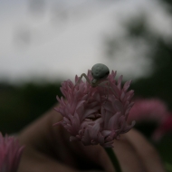 Spinnchen am Abend