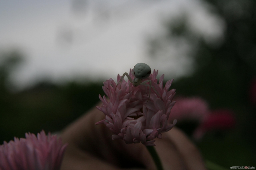 Spinnchen am Abend