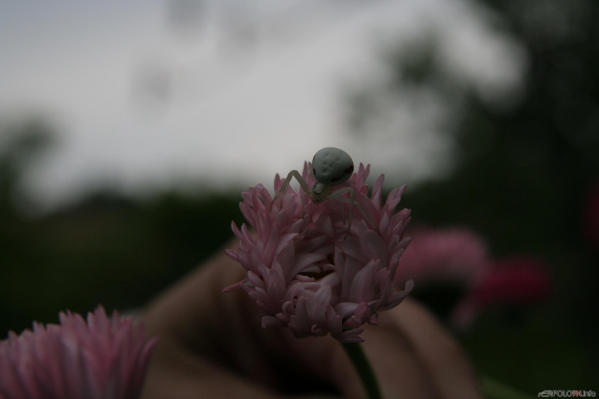 Spinnchen am Abend