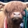 Mitglieder-Profil von Abrafax(#36203) - Abrafax präsentiert auf der Community polo9N.info seinen VW Polo