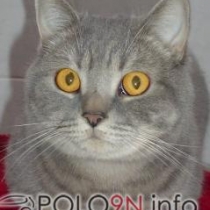 Mitglieder-Profil von BLACK BULL(#3605) aus Neuenkirchen - BLACK BULL präsentiert auf der Community polo9N.info seinen VW Polo
