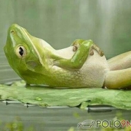 Profilbilder von Chris Toph