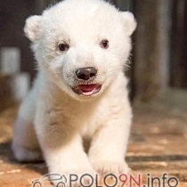 Mitglieder-Profil von Eisbär17(#37012) aus Bad Tölz - Eisbär17 präsentiert auf der Community polo9N.info seinen VW Polo