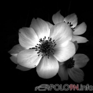 Profilbilder von Sternchen88