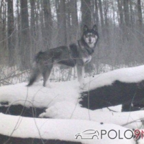 Mitglieder-Profil von Terracan(#20465) aus Witzenhausen - Terracan präsentiert auf der Community polo9N.info seinen VW Polo