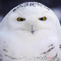 Mitglieder-Profil von Waldgnome(#25228) aus Sachsen - Waldgnome präsentiert auf der Community polo9N.info seinen VW Polo